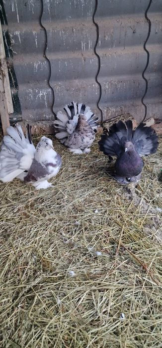 Porumbei voltati indinei