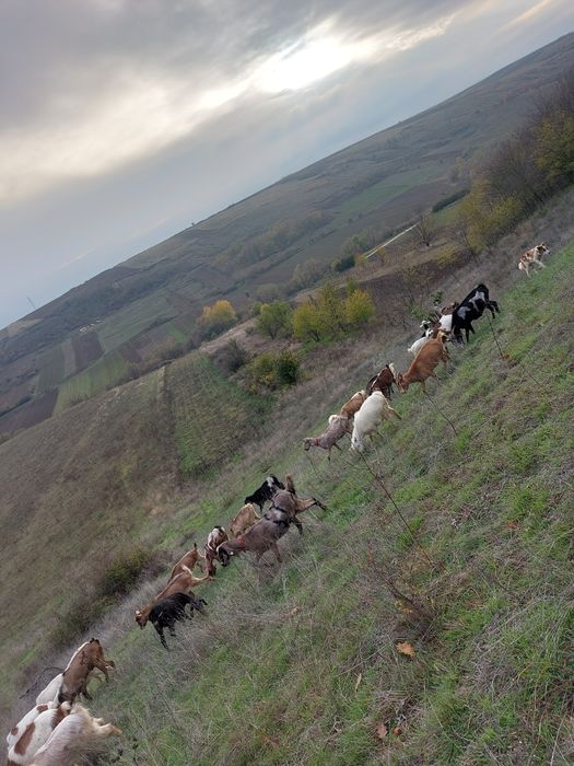 De vânzare 17 capre