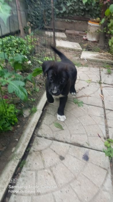 Donez catei persoanelor ce își doresc un prieten bun.