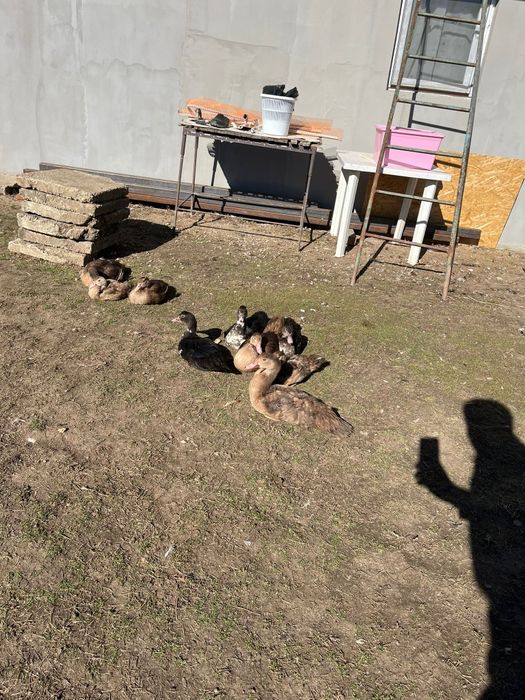 Vând rațe leșești