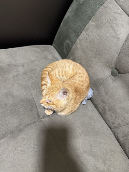 Отдам милого котеночка