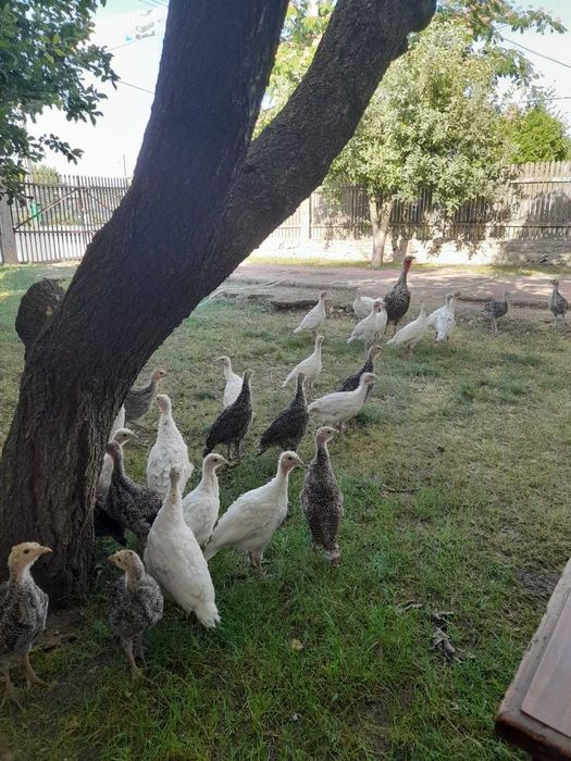 Vand curcani, rasa autohtona