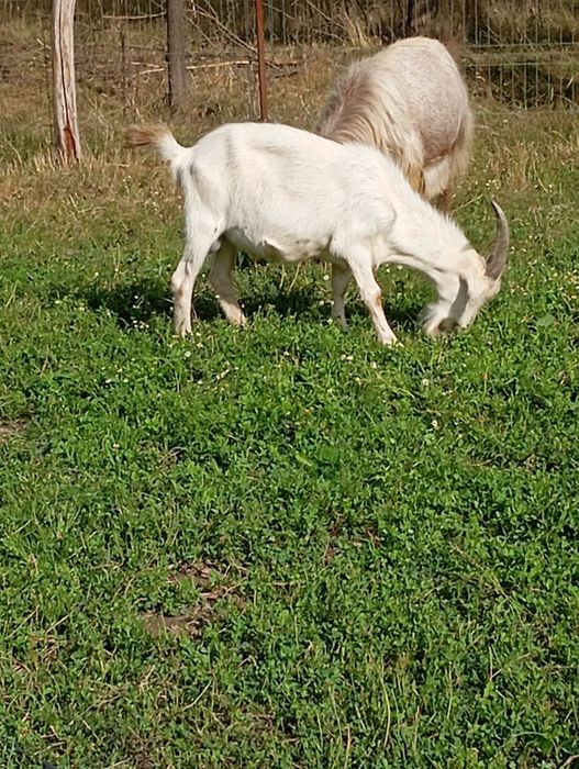 De vânzare țapi capre și iezi din primăvară