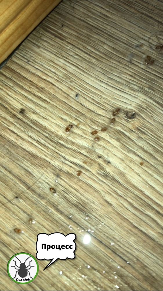 Дезинфекция Уничтожение клопов тараканов блох муравьев ос