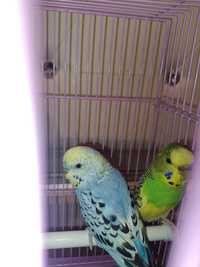 Попугай с клеткой (пара) активныйе попугае