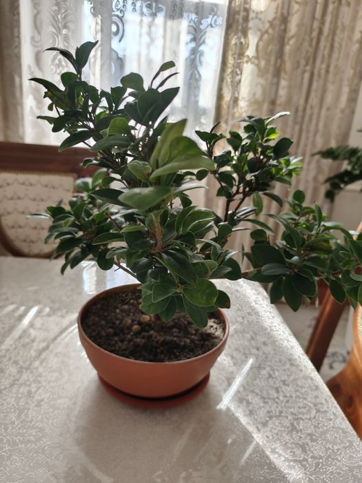 Фикус Микрокарпа ,бансай