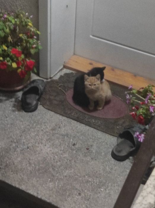 Три малки котенца