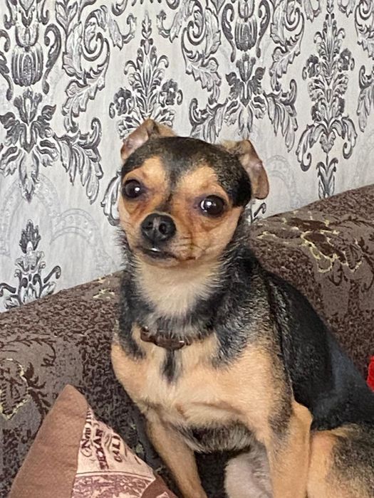 Мальчик ищет себе девочку для вязки Той-терьер