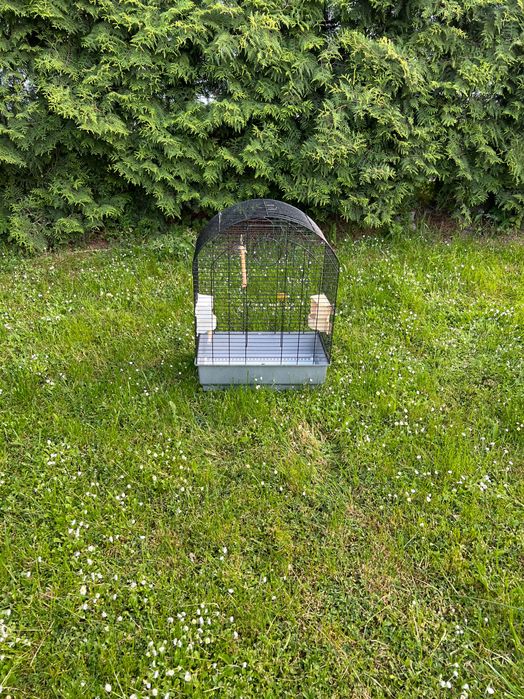 Colivie papagal mare