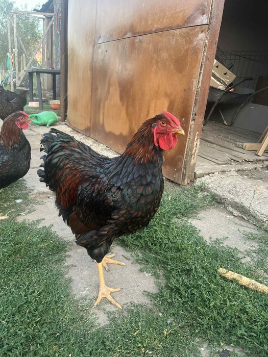 Wiandotte 6 luni Oferta