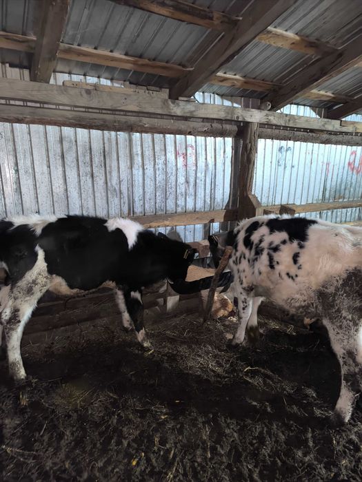 Vând 2 tăurași 3 și 4 luni