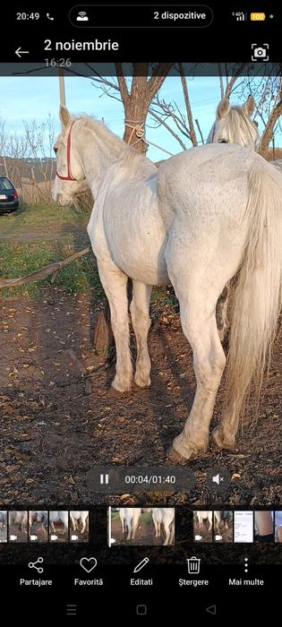 Vând cal garantat de ham