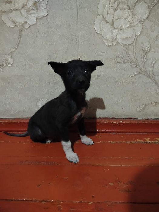 Отдам бесплатно щенка