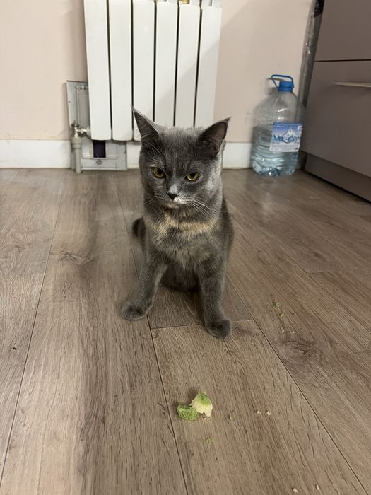 Отдам в хорошие руки кошку и котят