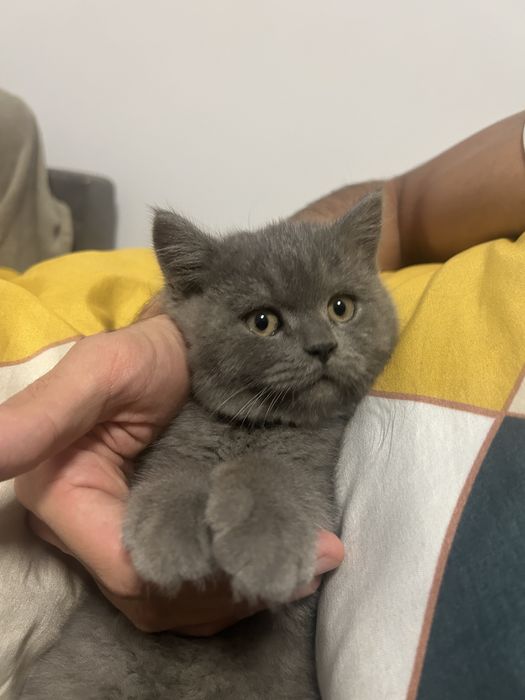 Pui British Shorthair