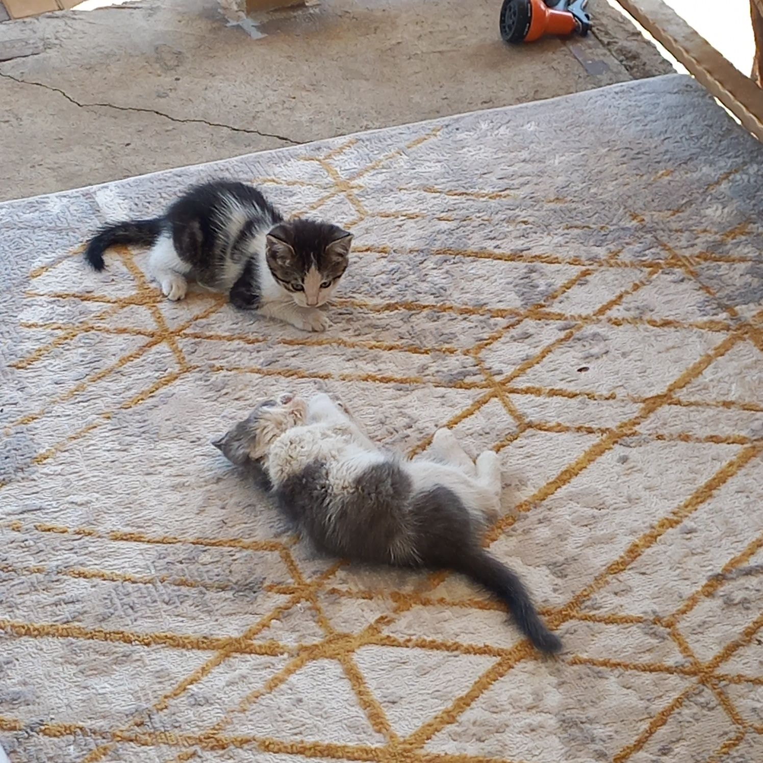 Котята чистые ухоженые