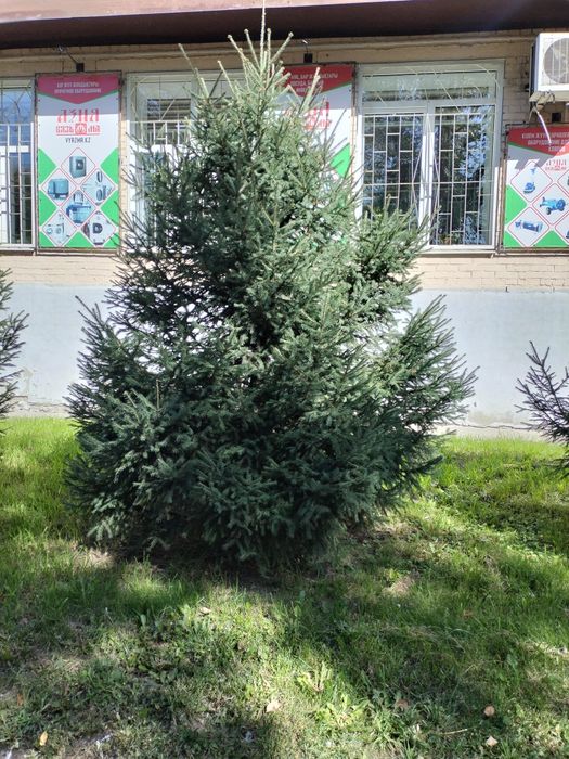 Ель сибирская , сосна, пихта, голубая ель