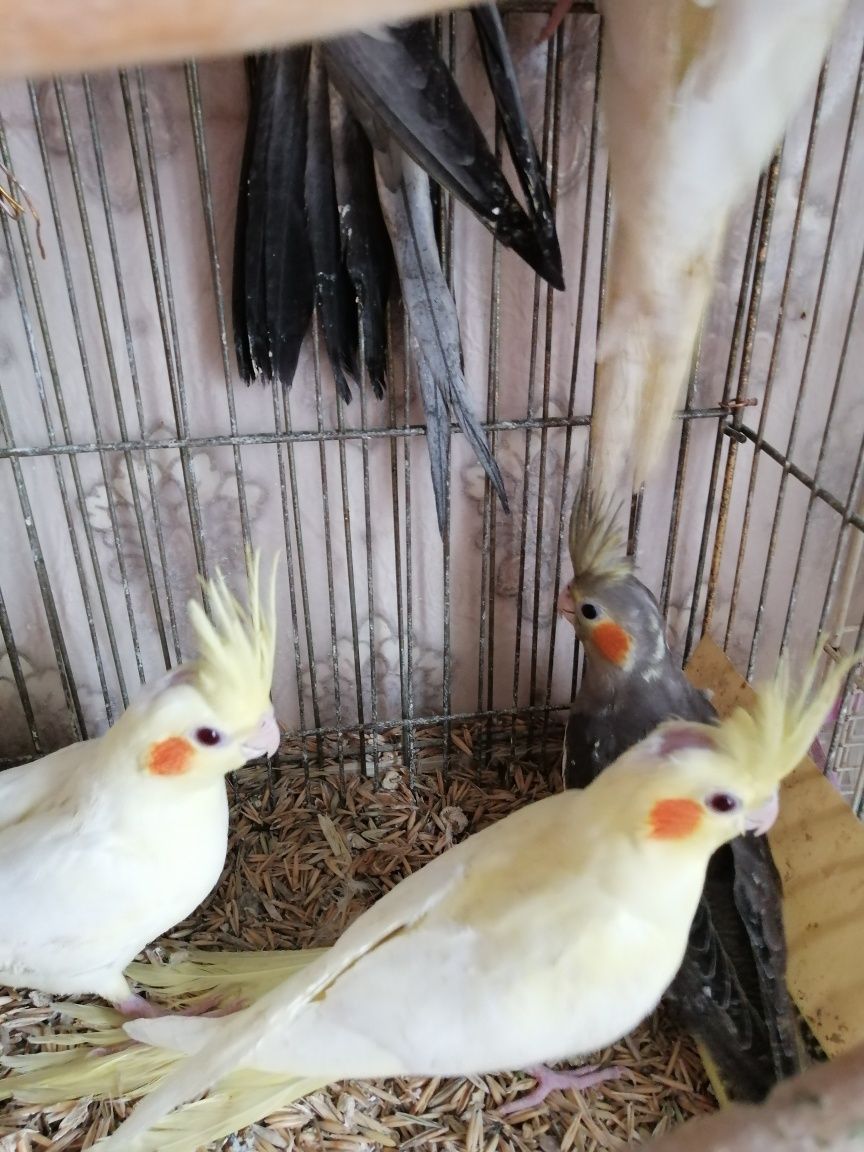 Продам молодых попугайчиков нимфа кореллы выкормыши 2 месяца