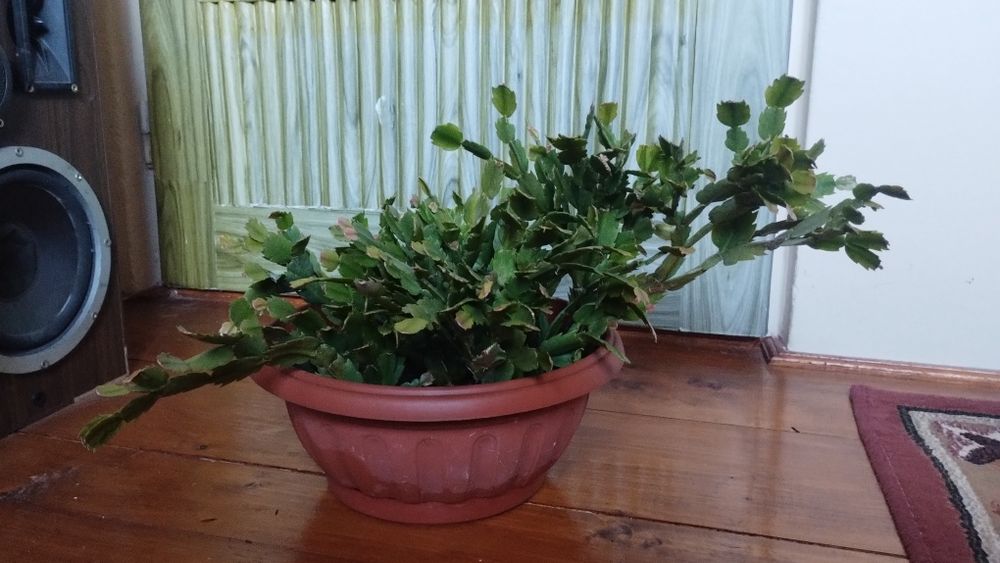 Ficus , Dracena ,, Crinul păcii, Trandafir japonez
MărT