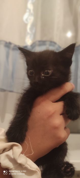 Котята бесплатно