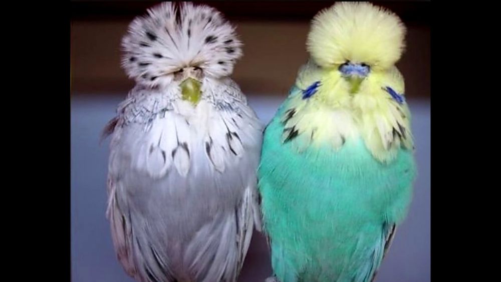 Срочно продается чисто кровный  "Андулка"купите 1 получите 2 бесплатно