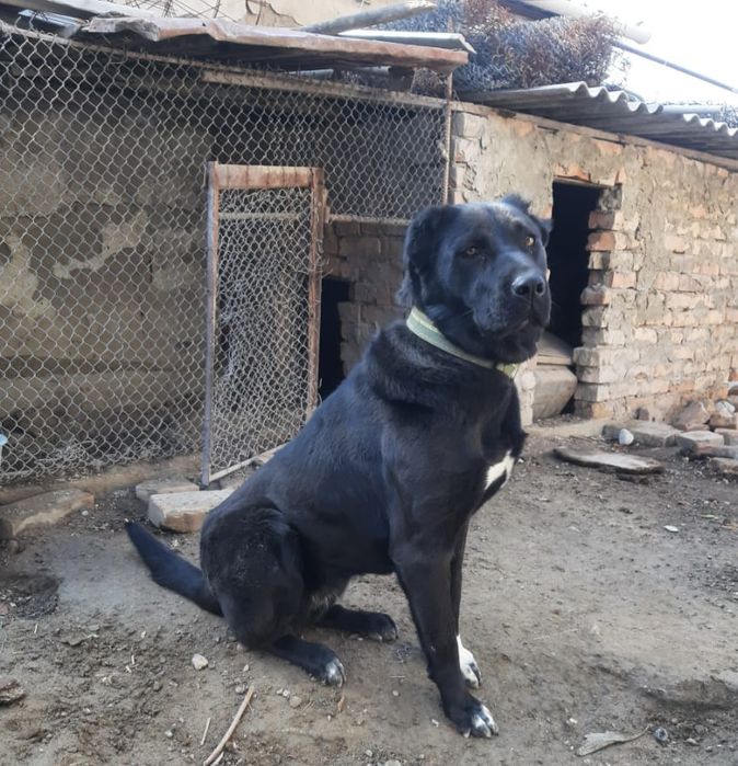 Вязка азиаты,не отдаём только вязка