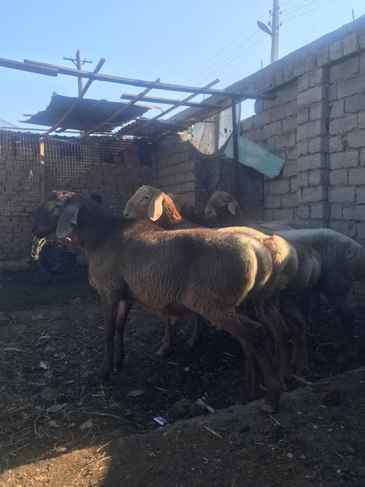 Qoy qochqorlar aqiqa va marosimlar uchun
