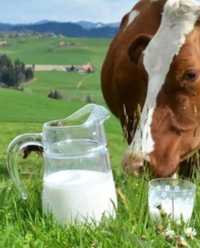 Домашние молоко натуральный