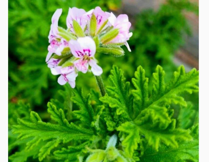 Drusaim planta in ghiveci