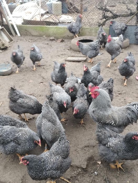 Vand plymouth rock barat