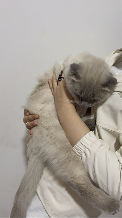 Siyamiskiy mushuk, vyazkaga, o’g’il bola