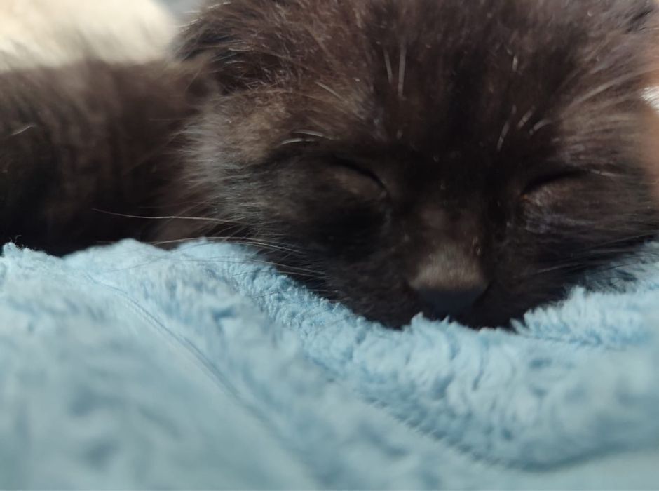 Котенок шотландская вислоухая