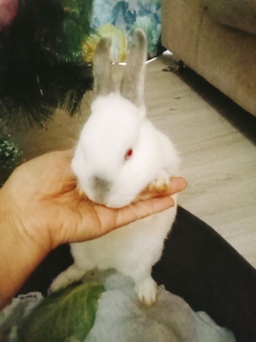 Кролик декоративный