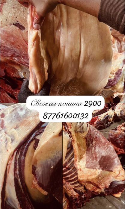 Жиликтеп жылкы 2900 тенге