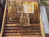 Пчелосемьи пчелопакеты пчелы