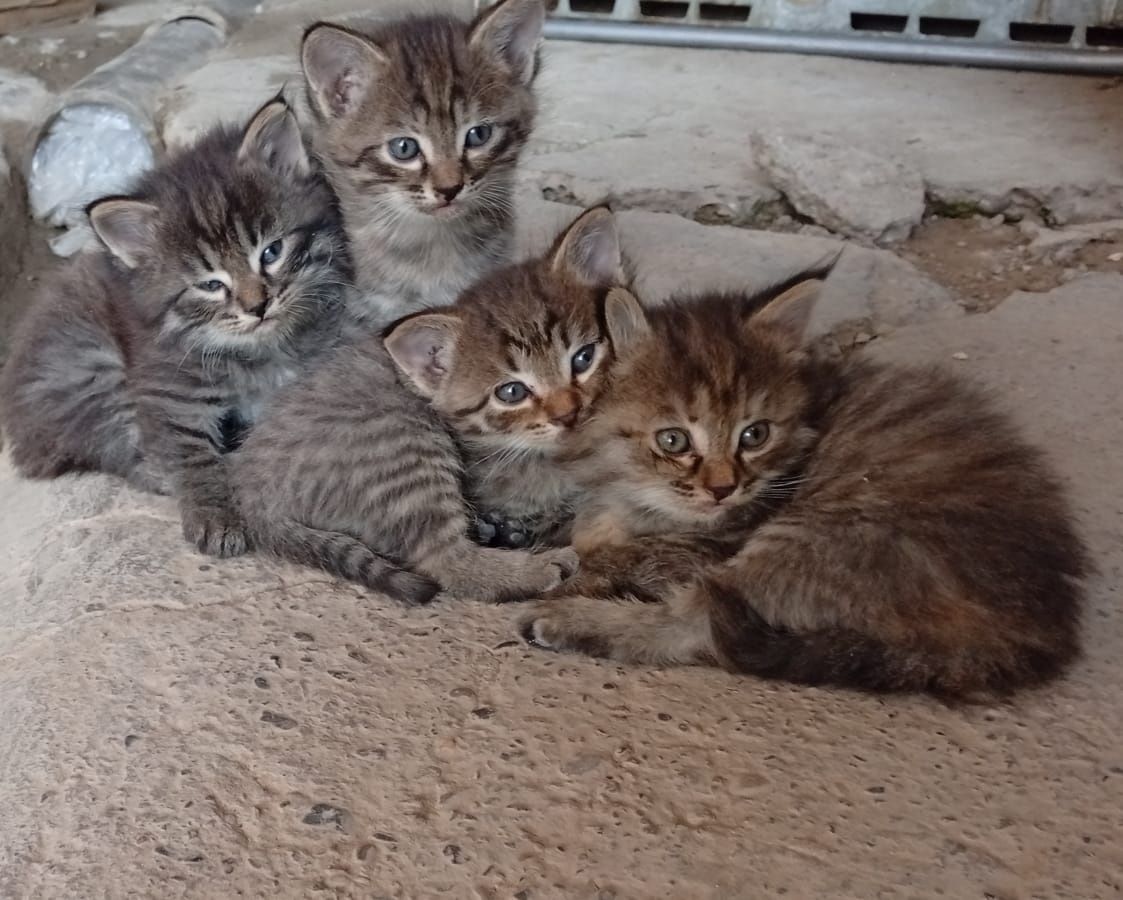 Котята бесплатно