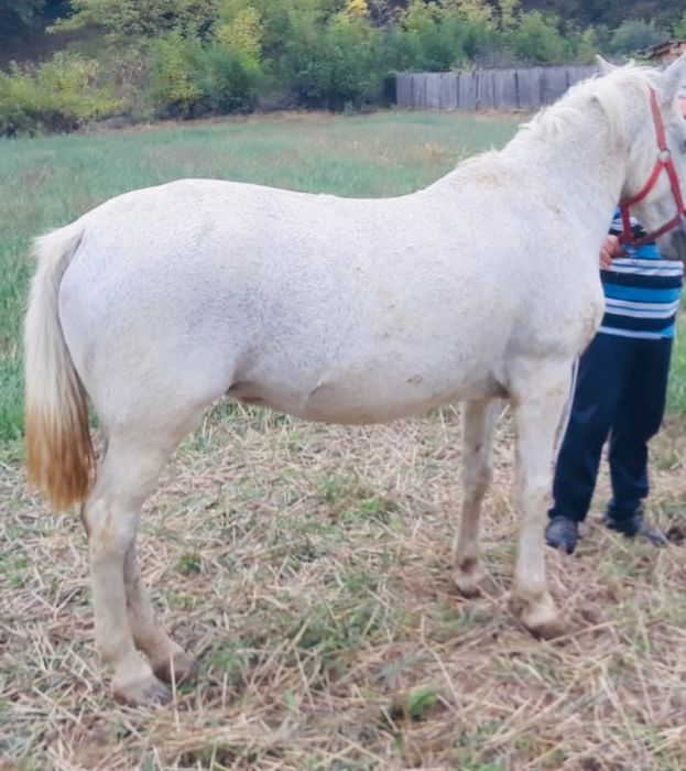 Vand iapa , microcip si pasaport ecvin