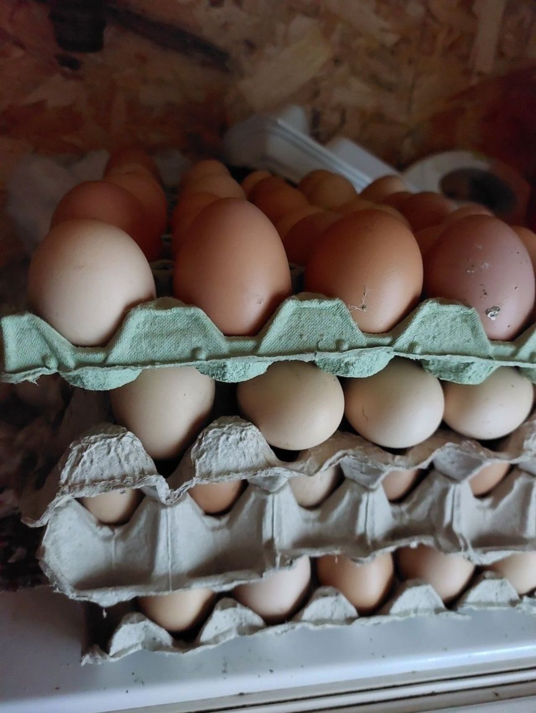 Vând ouă de țară (găini curte)