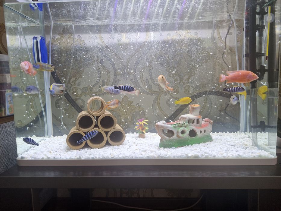 Африканские цихлиды