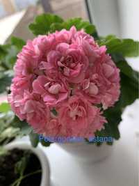 Пеларгония сортовая Australian pink rosebud