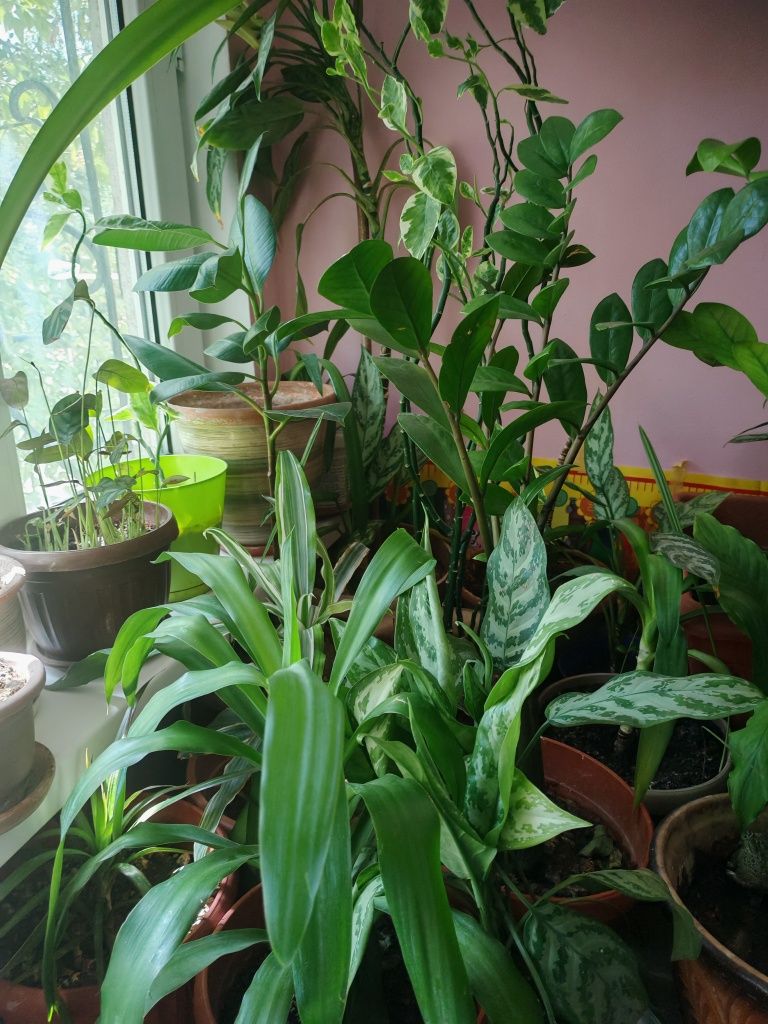 Продам цветы от600т и выше