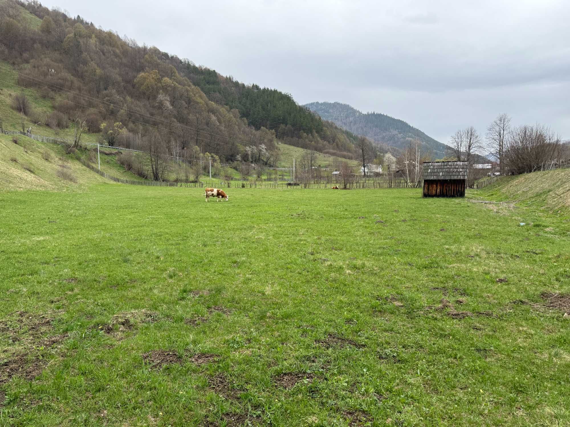 Teren de vanzare 9000m2 zona Bradu Neamt