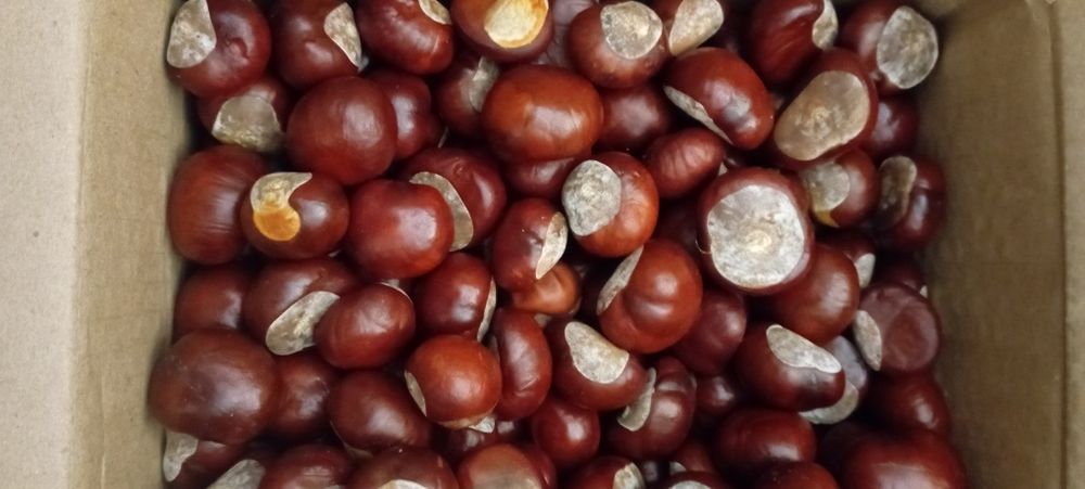 Каштан конский (лечебный)свежий сбор.