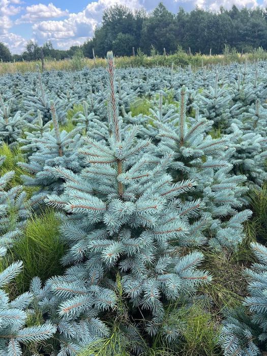 Sifatli goluboy yel bor