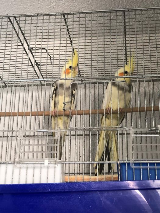 Nimfe și Perusi și alte păsări