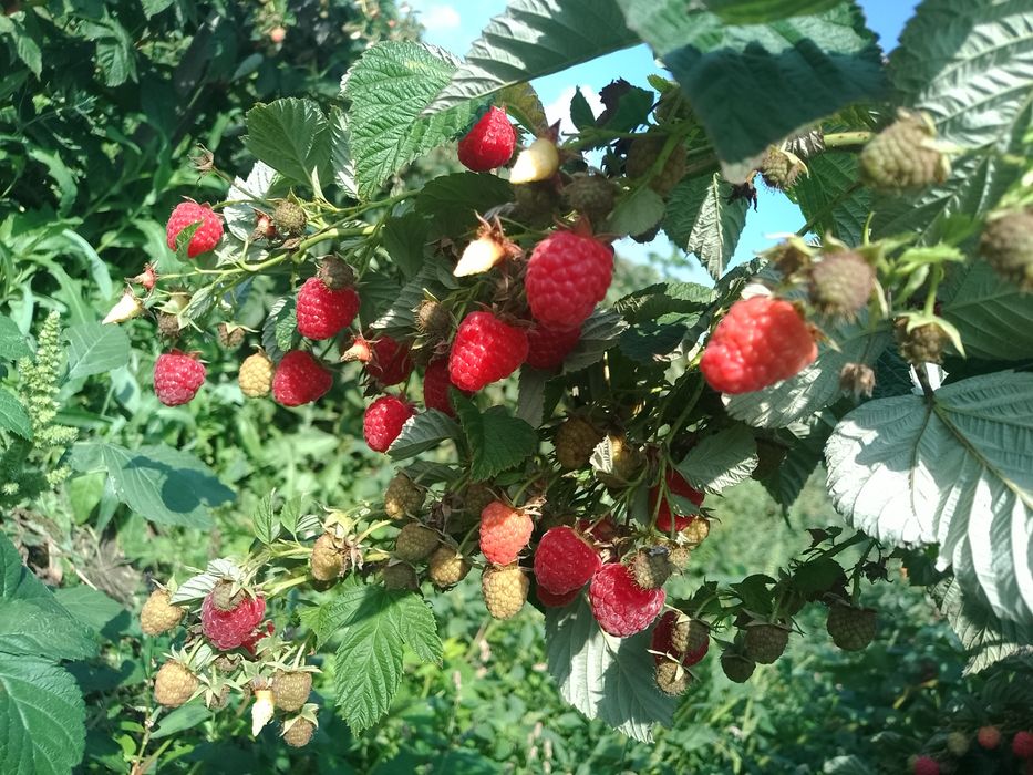 Zmeură 35 lei kg
