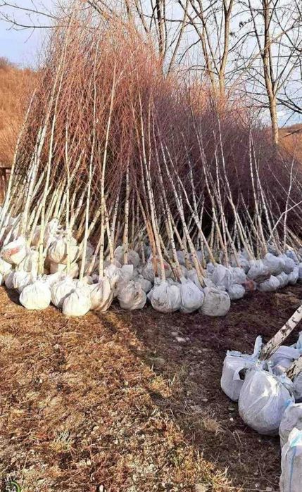 Arbori Foioși (Tei, Platan, Carpen) | Garanție Prindere