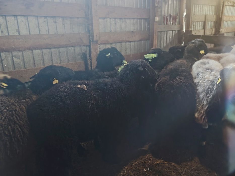 Қой сатам малданатын