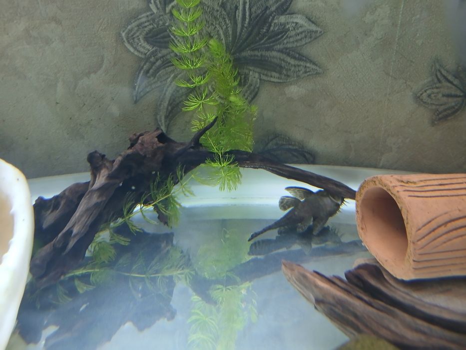 Аквариумистика продам рыб анцитрусов