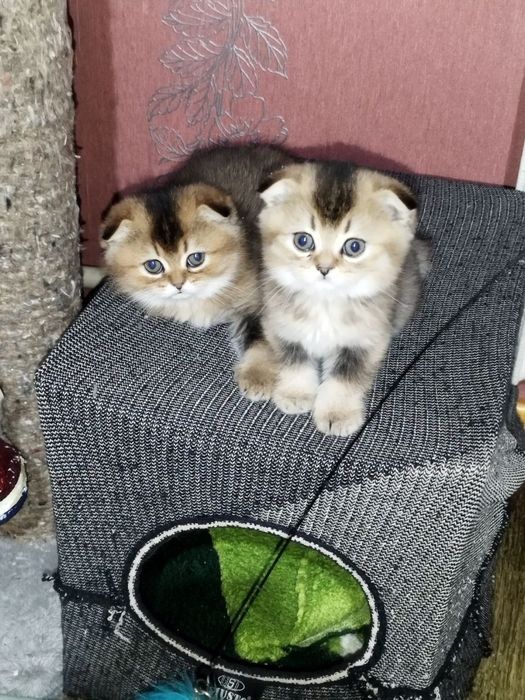 Чистокровные котята от правильной вязки